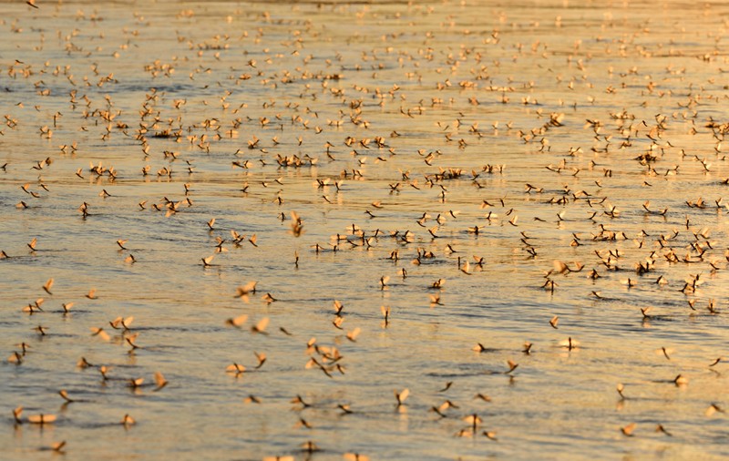 Efemeridele din Delta Dunării, insectele spectaculoase care trăiesc o zi. Când pot fi văzute