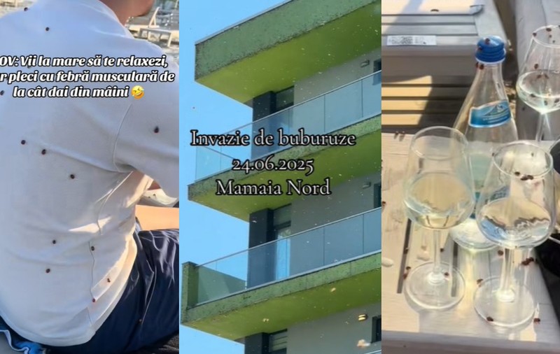 Imagini virale cu invazia gărgărițelor de la Mamaia. Sute de mii de buburuze au acoperit pereții blocurilor ca o plapumă și s-au așezat pe turiștii aflați la plajă