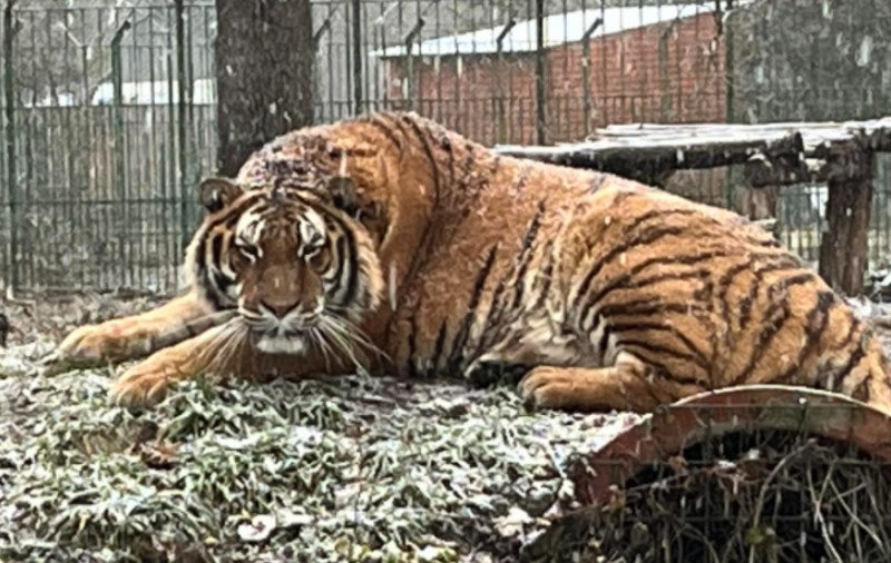 Un angajat de la Grădina Zoologică Piteşti a fost  ucis de un tigru