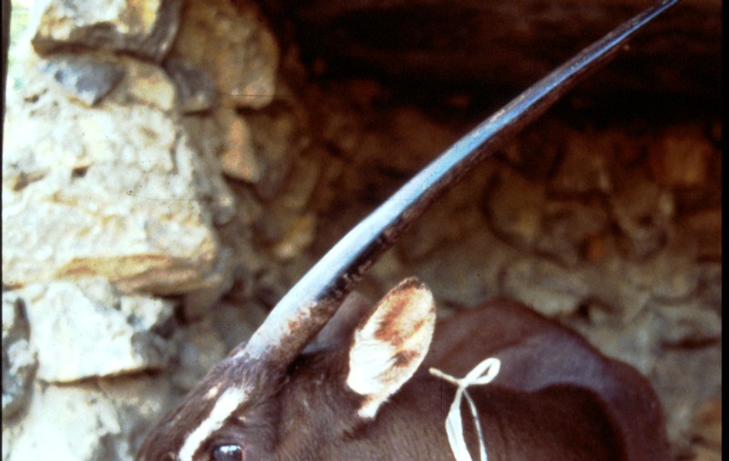 În căutarea unicornului asiatic, o specie descoperită în 1992, pe cale de dispariție