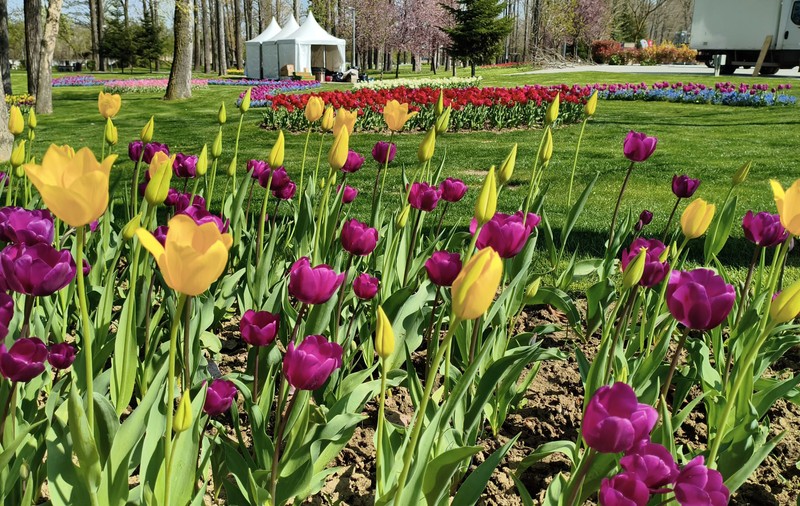 Peste 400.000 de lalele, la cea mai mare expoziție florală din România. Soiul unic care poate fi admirat doar la Pitești