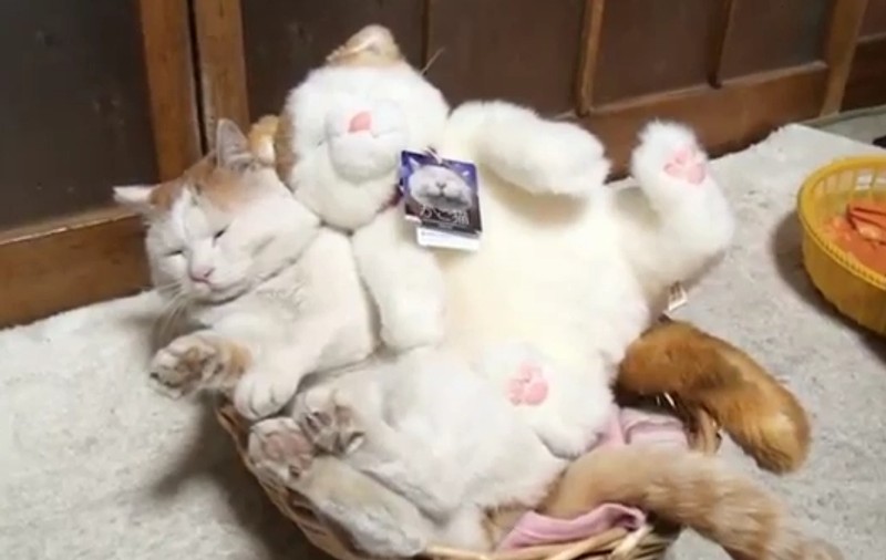 ADORABIL! Un prieten cu blăniţă pentru... prietenul tău cu blăniţă | VIDEO