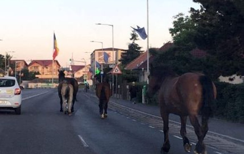 Caii au pus stăpânire pe străzile din Cluj-Napoca. Migrează zilnic la păscut prin mai multe zone ale orașului, în plină stradă