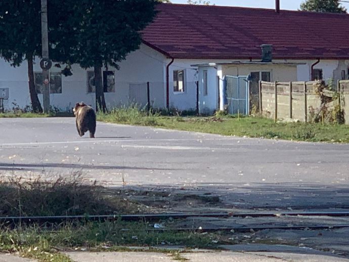 Ursul s-a plimbat nestingherit duminică după-amiază în Victoria / foto: Monitorul de Făgăraș