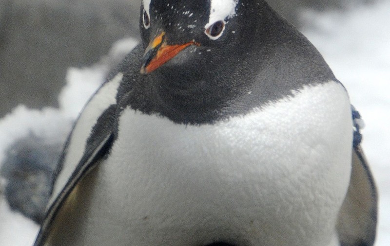 De necrezut! A existat un pinguin de 2 metri înălţime