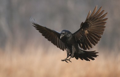 Cum arată corbul