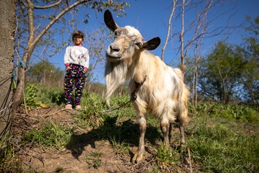 Capra Marcela e cea mai bună prietenă a Adelinei