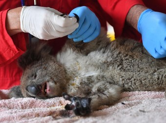 Oamenii încearcă să salveze viețile animalelor rănite. Multe însă vor fi eutanasiate FOTO: EPA