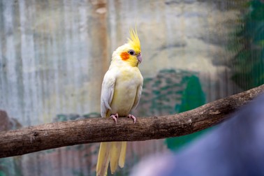 Păsări care pot vorbi - Cockatiel
