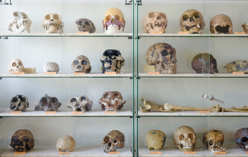O teorie veche de secole revine în atenția biologilor și ar putea explica și ceea ce teoria lui Darwin nu poate