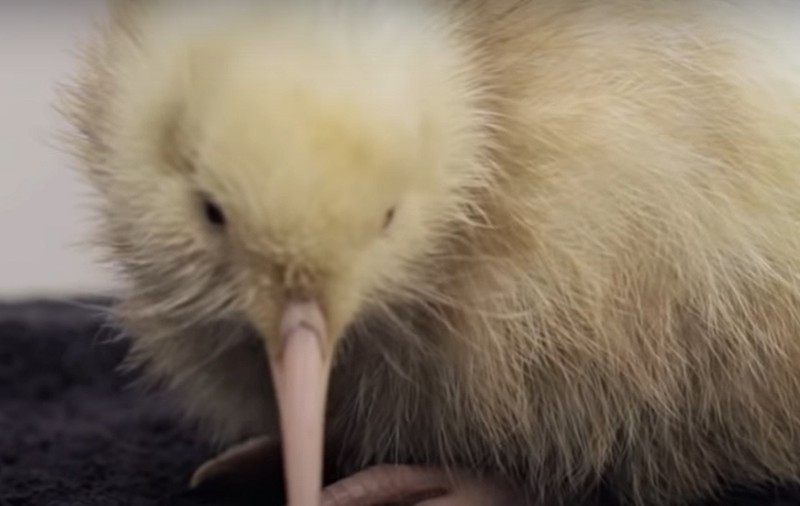Manukura, pasărea kiwi care a inspirat o carte și jucării, a murit