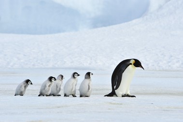 Pinguini