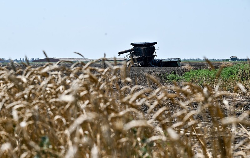 Autoritățile de ocupație din Zaporojie susțin că exportă zilnic 7.000 de tone de cereale, deși Moscova neagă că trupele sale fură grâne