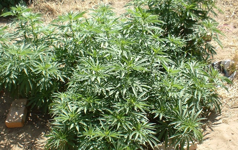 EXCLUSIV / Cultivau ”iarbă” doar pentru ei și pentru apropiați. Cei patru tineri și-au riscat libertatea pentru plăcerile oferite cu circuit închis