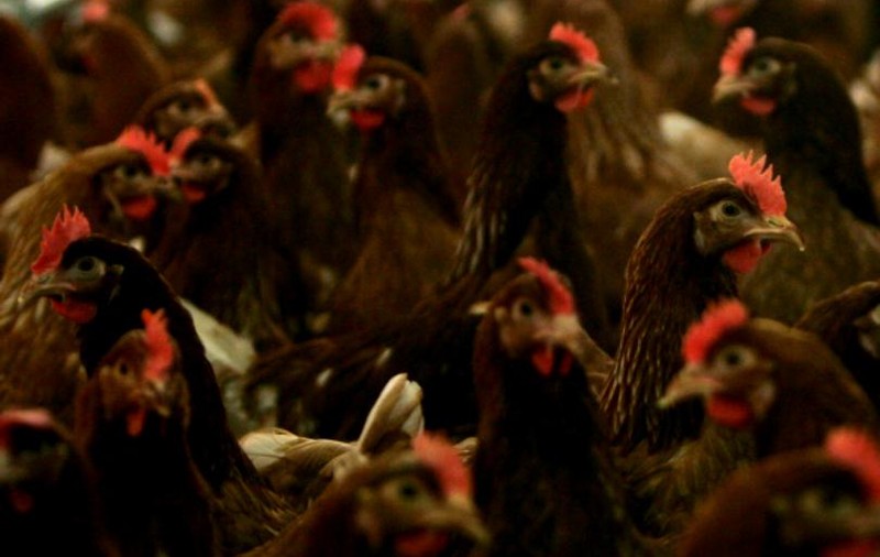 Taxă pe gunoiul făcut de animalele din curte, într-o comună din Călărași. Ce spune primarul