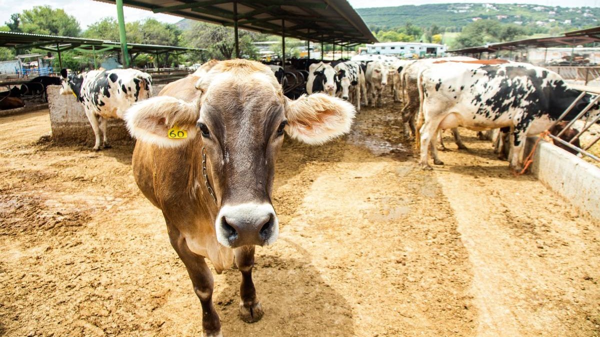 580 de vaci și ferma în care sunt crescute au fost vândute pentru 6.300.000 de euro. Imagine cu caracter ilustrativ. Sursă foto: Getty Images