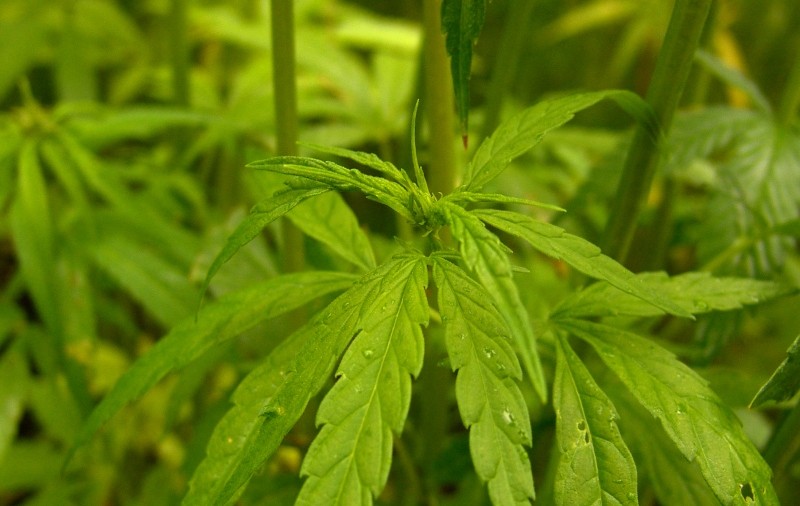 Spray-ul de gură cu cannabis te scapă de dureri 