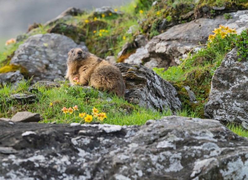 Marmotele-animale care hiberneaza