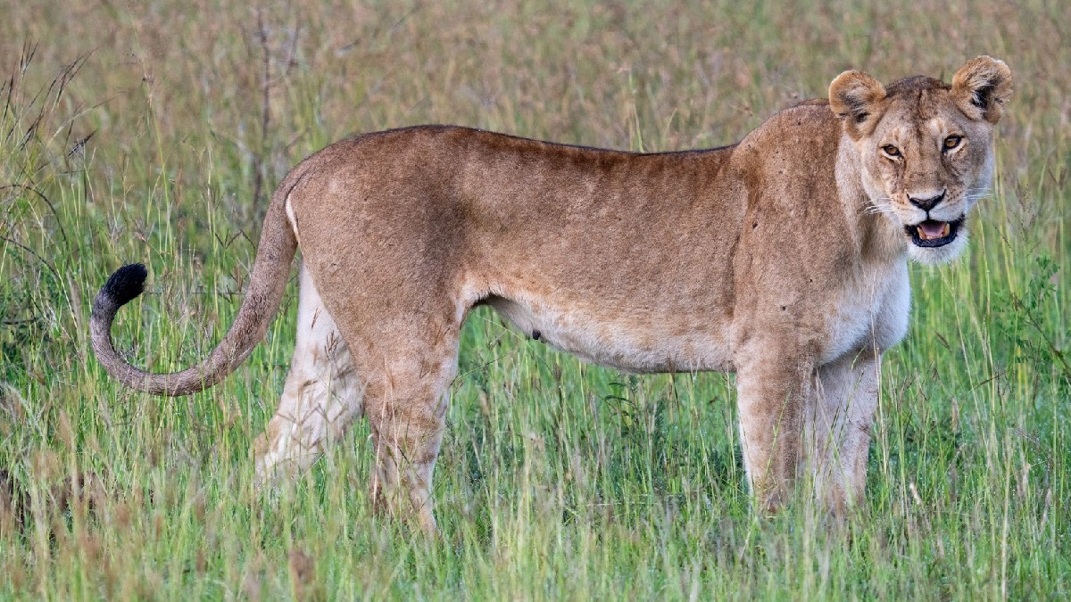 o leoaică