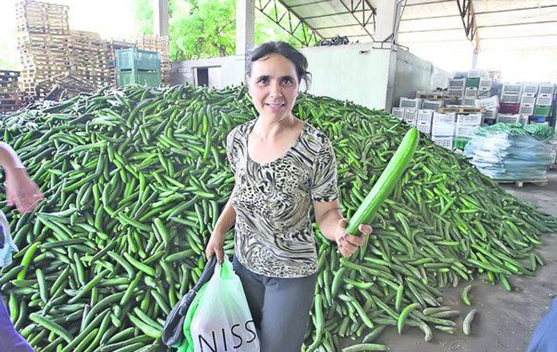 Producătorii români de castraveți vor fi despăgubiți de Comisia Europeană
