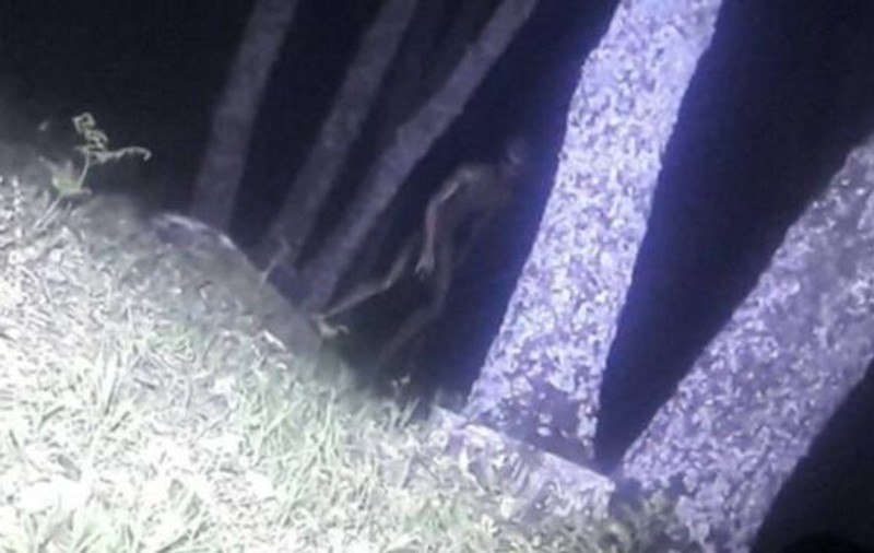 Prima imagine reală cu un extraterestru: Polițiștii argentinieni susțin că au surprins imaginile incredibile într-un parc | VIDEO