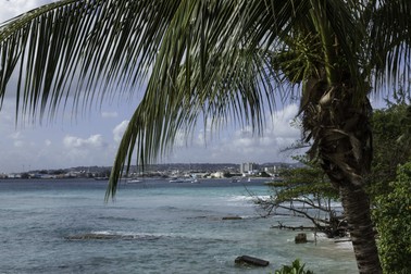A coconut palm tree frames the sea at Carlisle Bay, Bridgetown, Barbados.