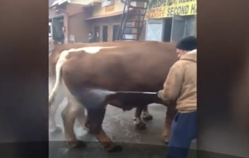 Și-a dus vacile la spălătoria auto! Un băcăuan găsit o soluție neconvențională pentru îngrijit animalele