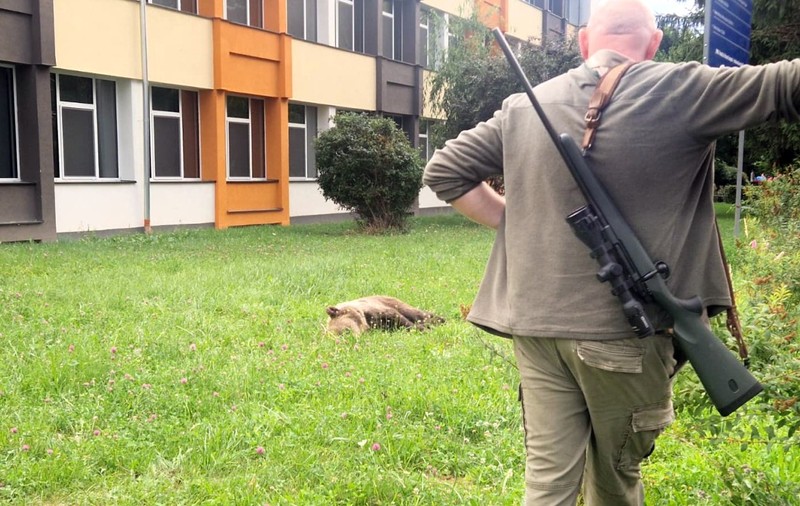 Un urs s-a plimbat în curtea unui liceu din Sibiu. A fost transmis mesaj RO-Alert la ora 5 dimineața, iar animalul a fost prins și tranchilizat