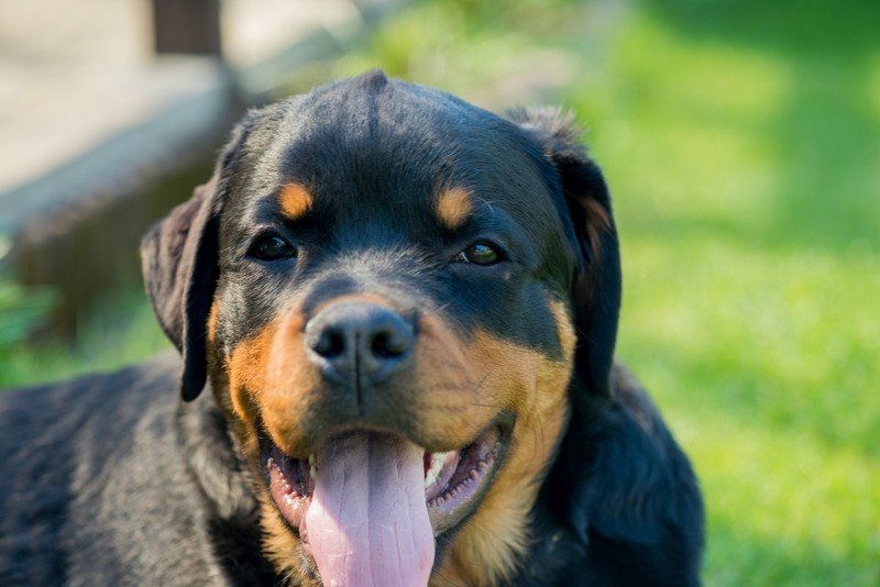 Rotweillerii au fost incluși în categoria câinilor periculoși