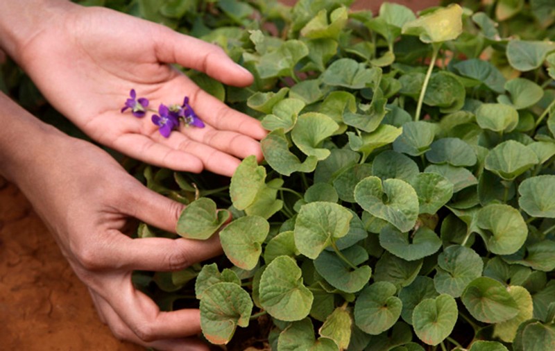 GHIDUL plantelor medicinale