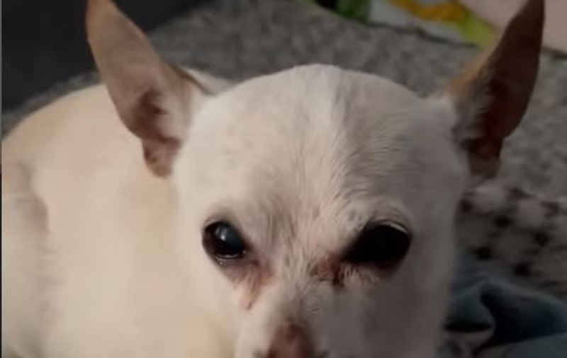 Un Chihuahua din Florida, desemnat cel mai vârstnic câine din lume. Câți ani are