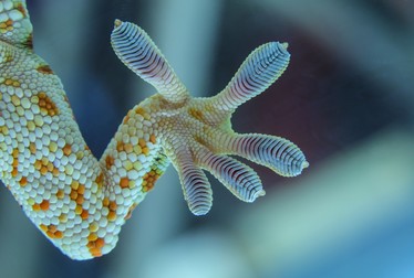 Piciorul unei șopârle Gecko
