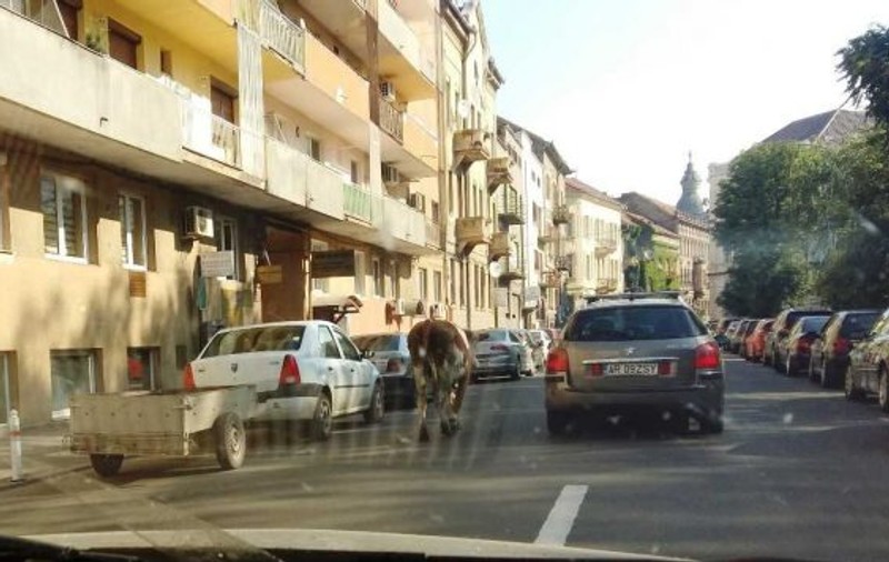 O vacă a ajuns în centrul orașului Arad. A evadat din ogradă iar oamenii au găsit-o pe Facebook