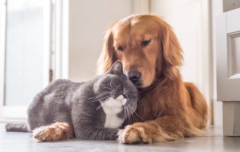 Abonamentele și asigurările medicale pentru animalele de companie, tot mai populare în România