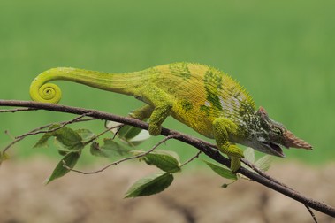Cameleonul