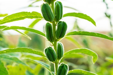 Planta de susan