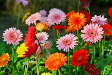 Gerbera semnificație