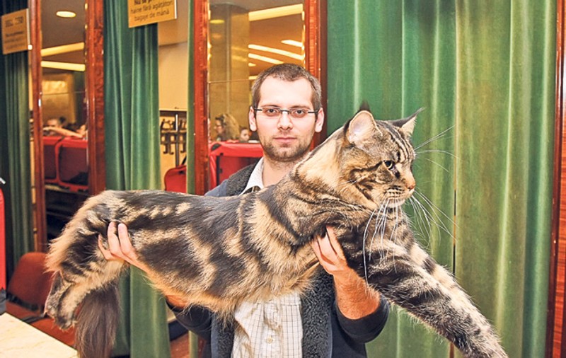 Uriaşul ăsta are 9 kg! Iată ce minunăţii de pisici s-au adunat la expoziţia de la Sala Palatului | FOTO