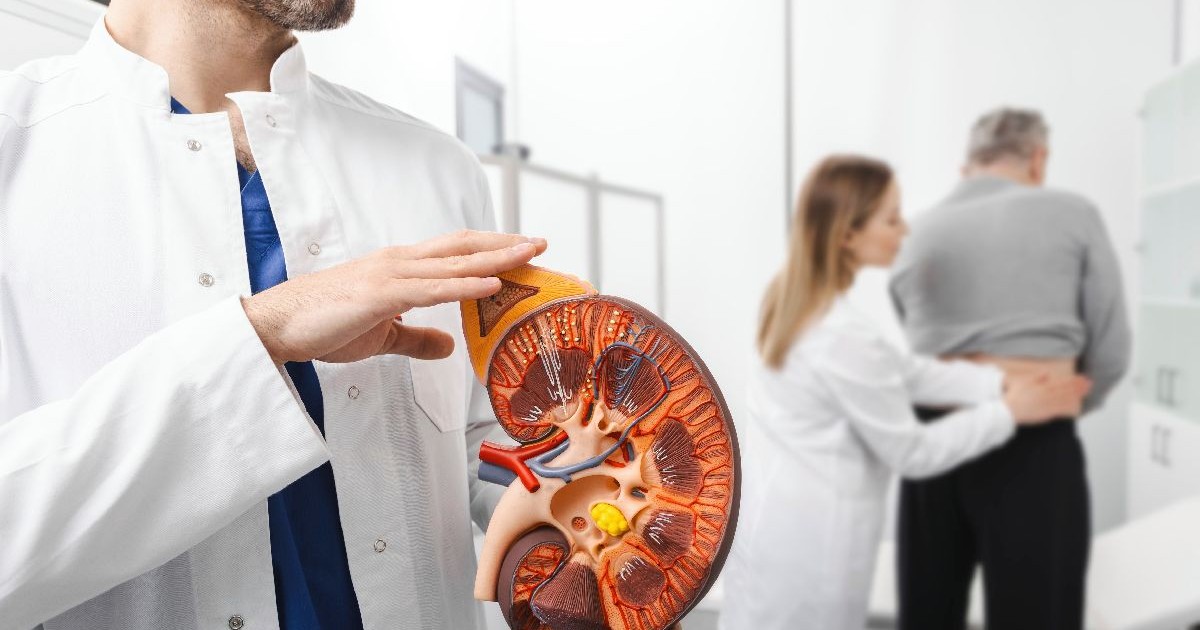 Imagine care reprezintă o consultație urologică, iar în prim-plan reprezentarea grafică a unui rinichi
