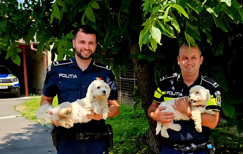 Un polițist din Brașov a adoptat doi cățeluși abandonați și l-a amendat pe cel care-i părăsise: „Sara și Bety sunt exact acei membri ai familiei care lipseau”