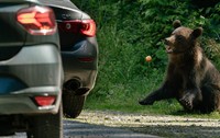 Un urs încearcă să prindă un fruct aruncat de un pasager dintr-o mașină pe 25 iulie 2026 în Arefu, România.