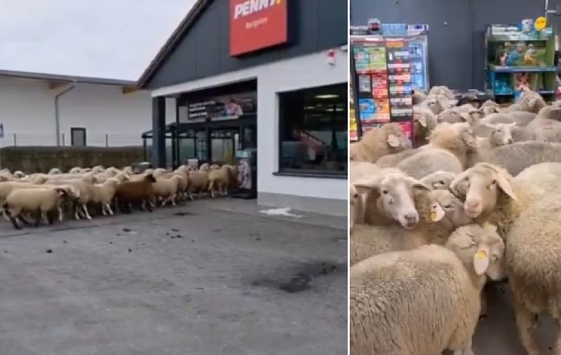 O turmă de 50 de oi a intrat într-un supermarket Penny, în Germania, și a provocat haos