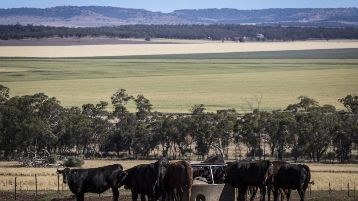 Bovine se adapă pe ferma de familie Jack's Creek, producătoare de carne de vită wagyu, situată la periferia orașului Gunnedah, din centrul-nord al statului New South Wales, Australia, noiembrie 2025