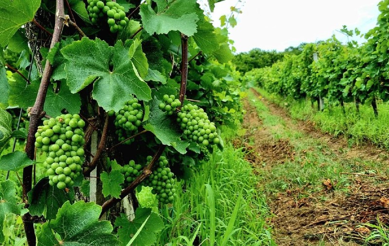 Sistemul antigrindină, repornit pe termen limitat? Soluția propusă de ministrul agriculturii pentru salvarea viilor
