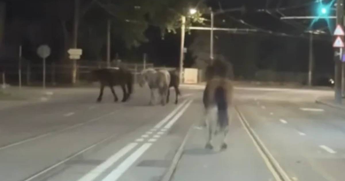 Patru cai mers pe strada moaptea pe un bulevard din Cluj