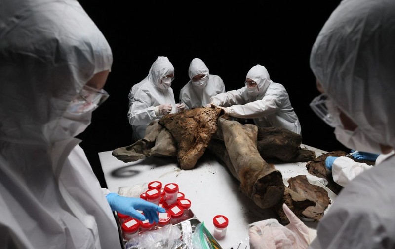 Necropsie rară a unui pui de mamut înghețat 130.000 de ani. Oamenii de știință ruși dezvăluie detalii fascinante