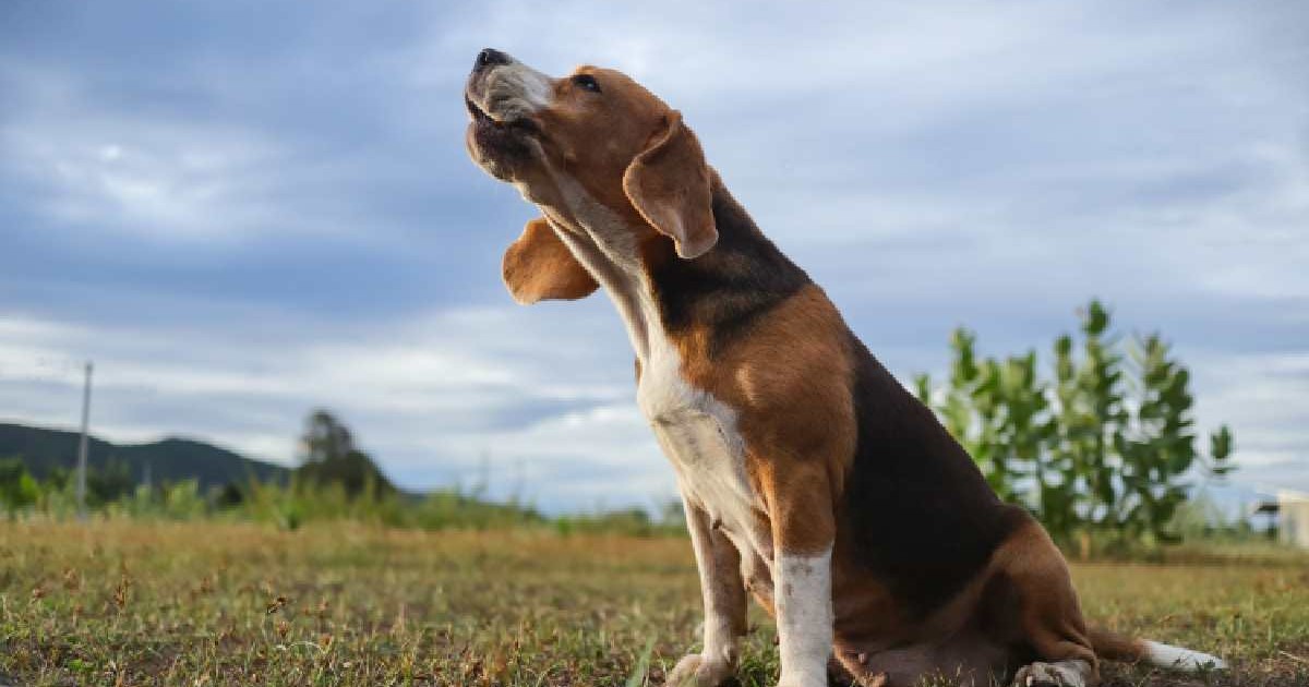 Un câine care latră în timpul zilei, în grădină