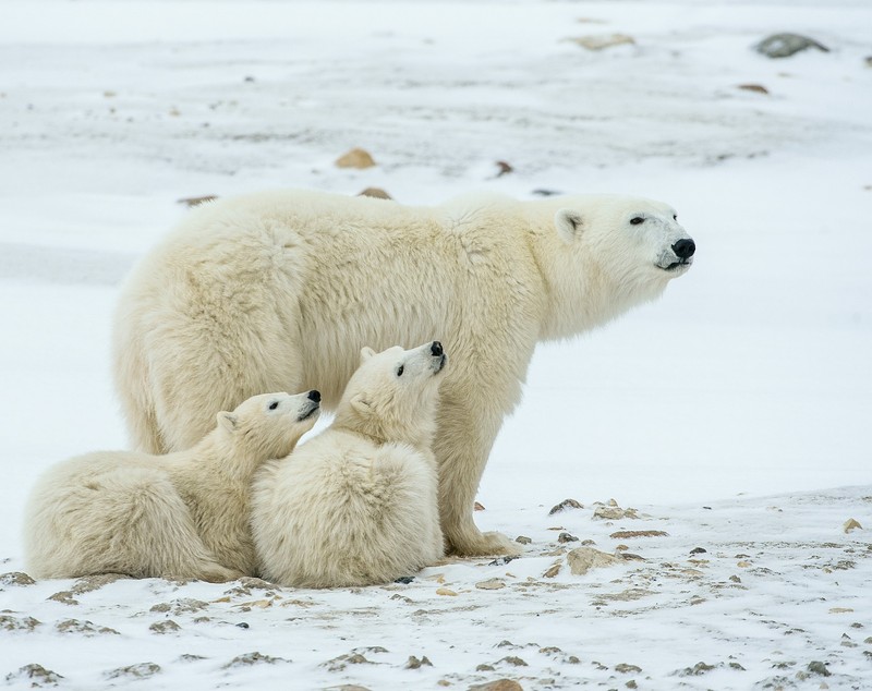 Curiozități despre ursul polar
