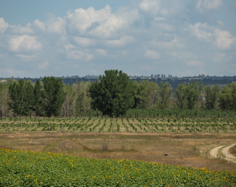 VIDEO | Cum să îngropi 2,4 milioane de euro. La peste doi ani de la primele plantări, Parcul Memoriei Naţionale de lângă Mărășești arată ca un deşert