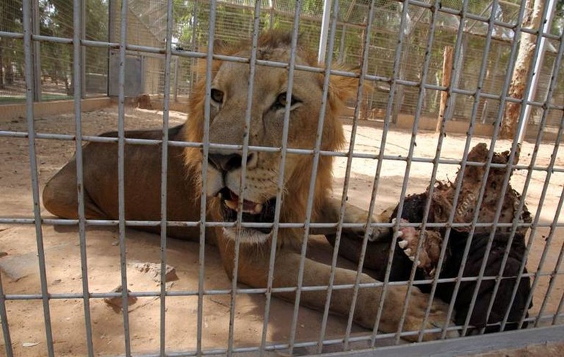 Un COPIL, ATACAT de LEU la GRĂDINA ZOOLOGICĂ din RĂDĂUȚI!